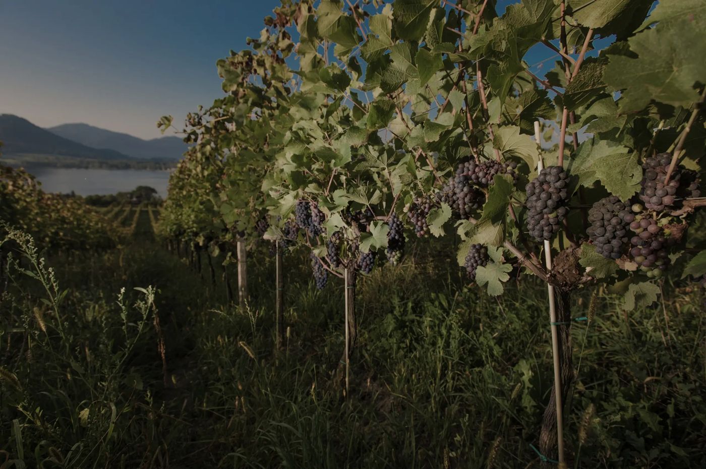 Weingut Georgium