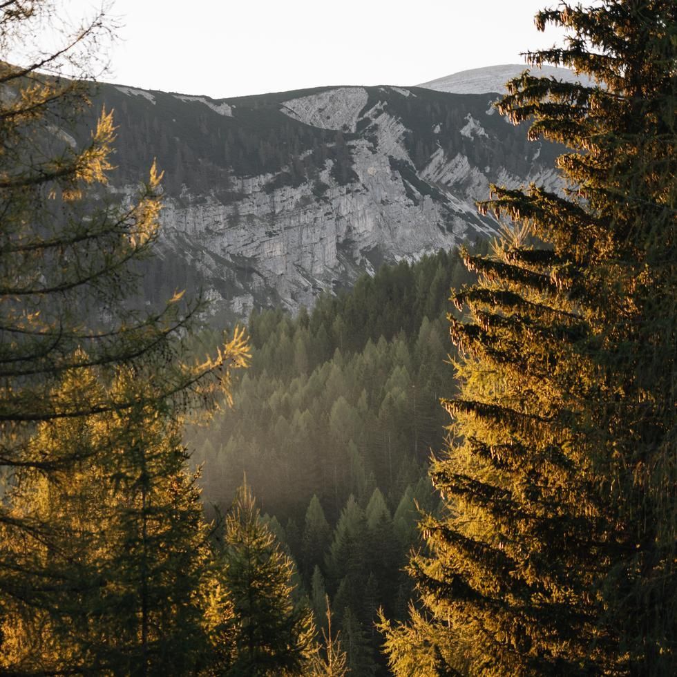 Triforêt alpin.resort