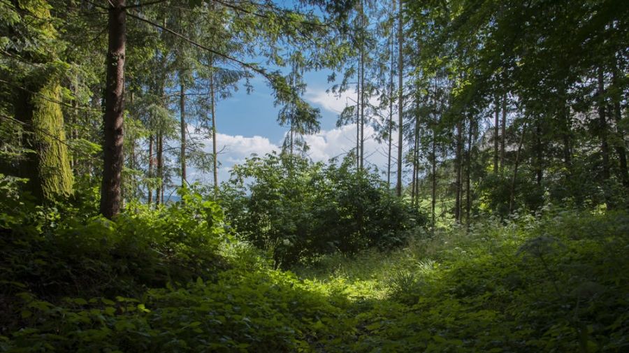 Haus Steirer am Kaiserwald