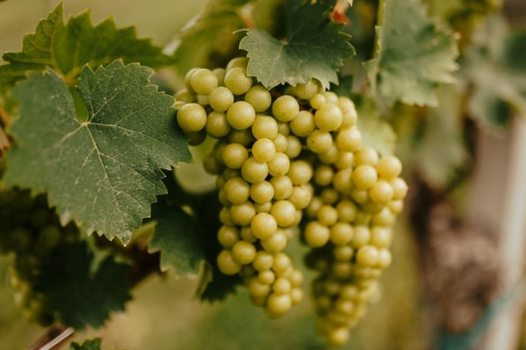 Weinrefugium Brolli