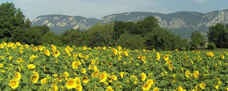 Haus Bergblick