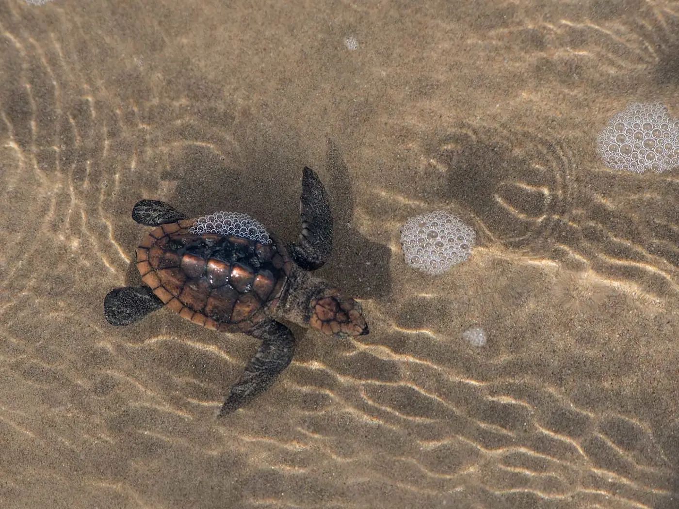 Turtle Sands