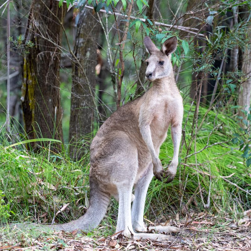 Alaya Verde - Noosa Nature Luxury Bed & Breakfast