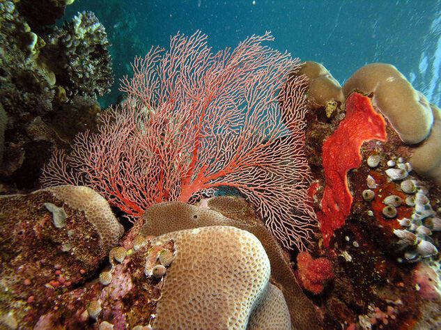 Coral Sea Villas
