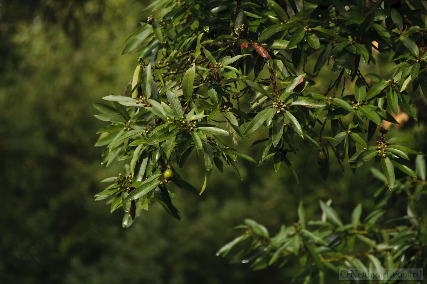 B&B Laurus