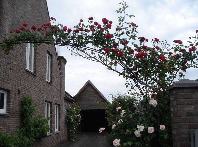 La Rose