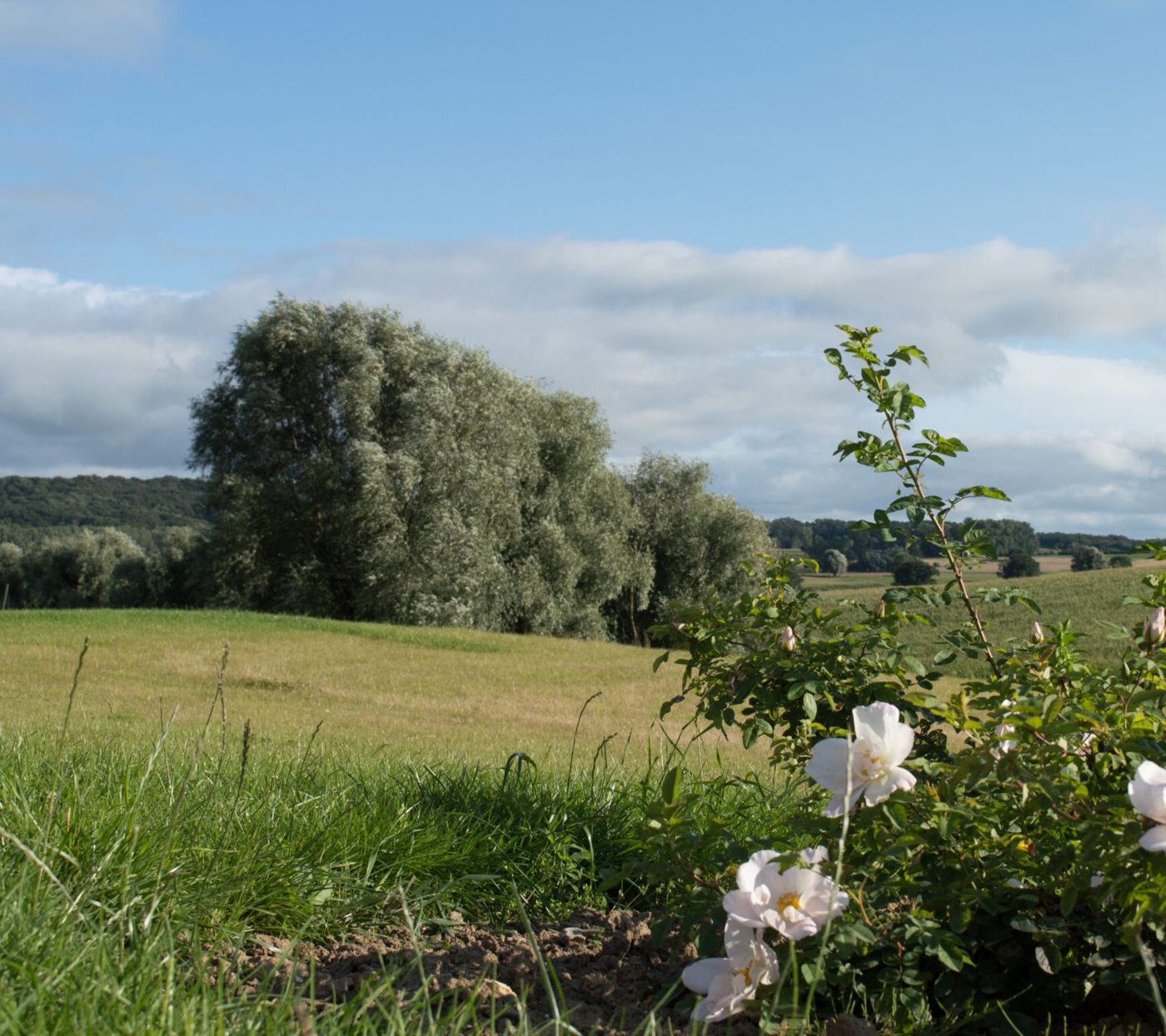 B&B De Zavelaar