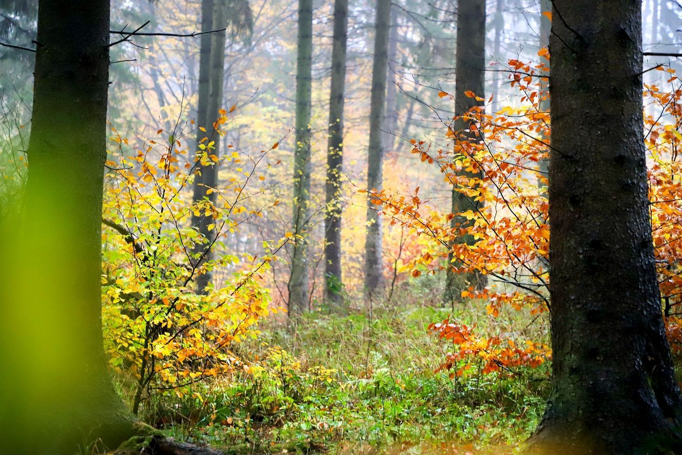 Gassbachtal