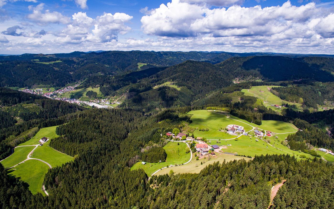 Waldblick