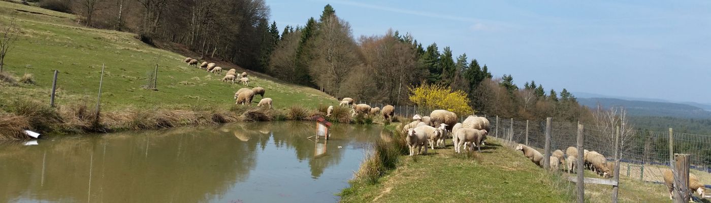 Ferienhäuser "zur Schäferei"