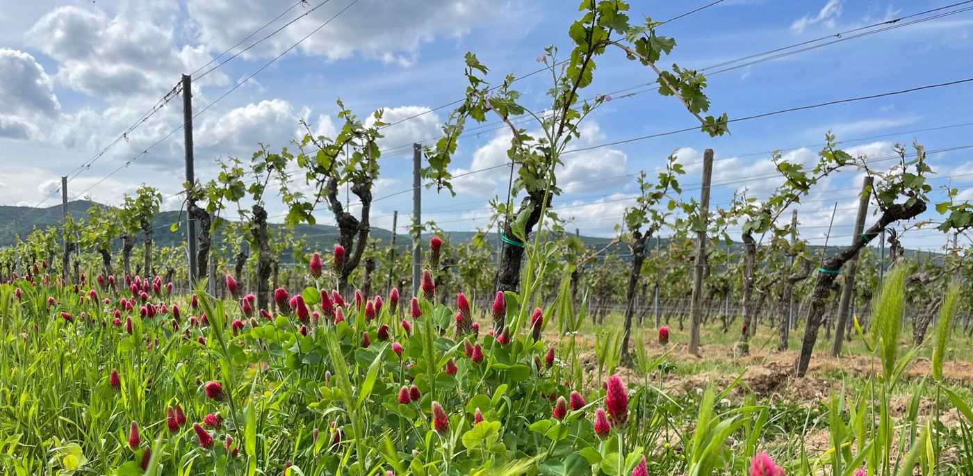 Weingut Sandwiese