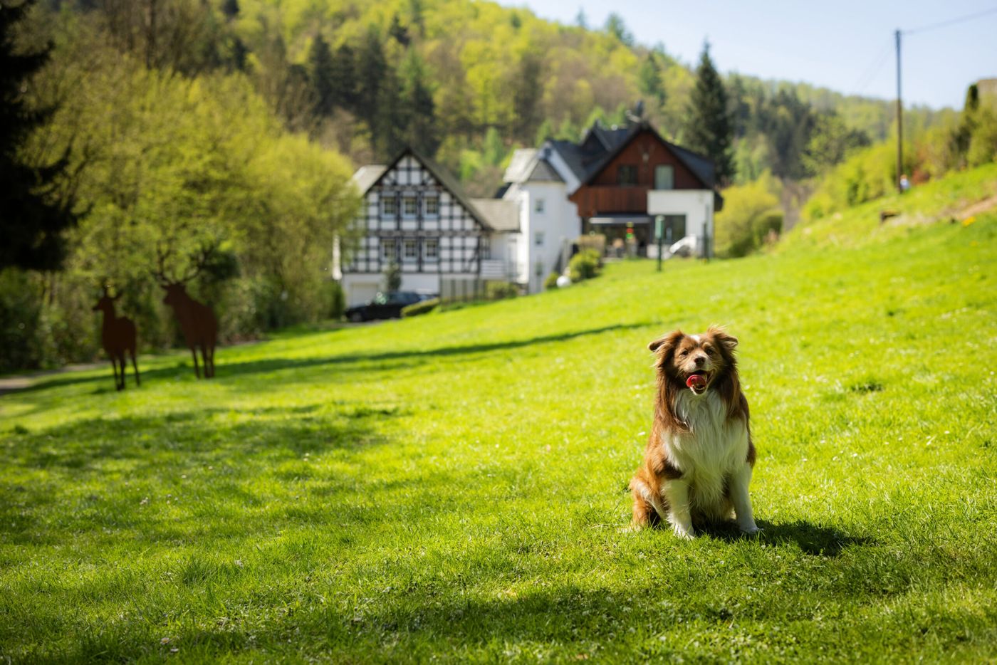 Hotel & Gasthof Hubertushöhe