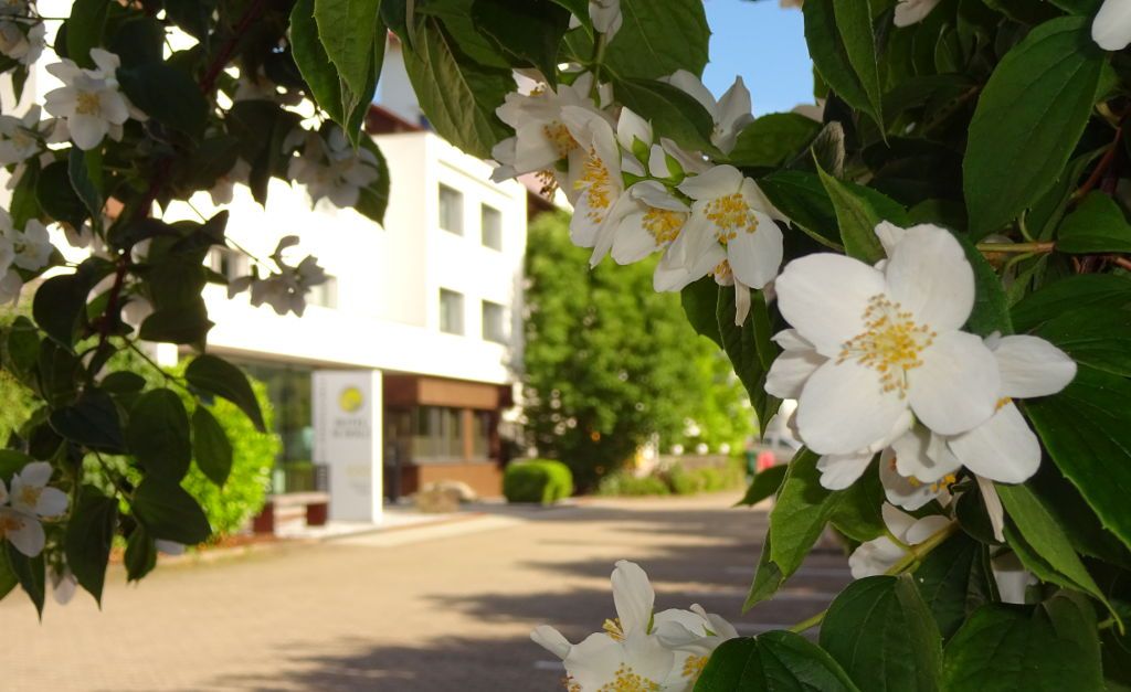 Hotel Scholz