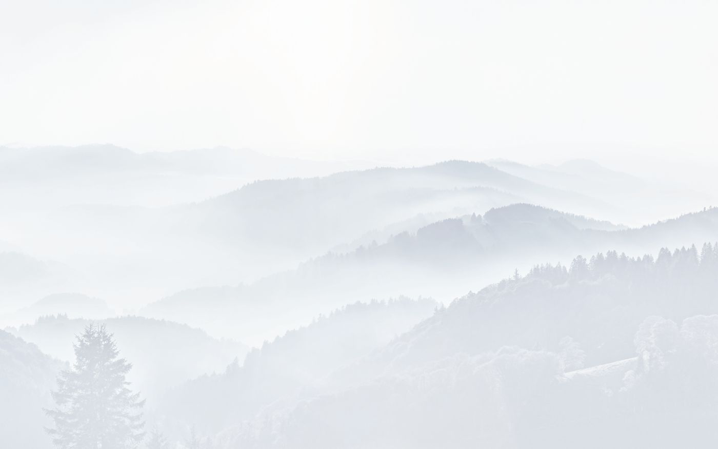 Grüner Wald