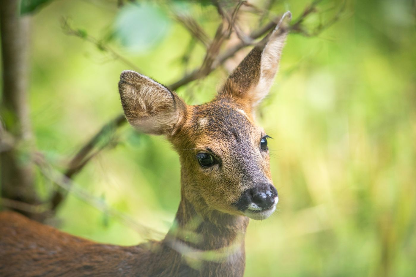Hotel am Tierpark