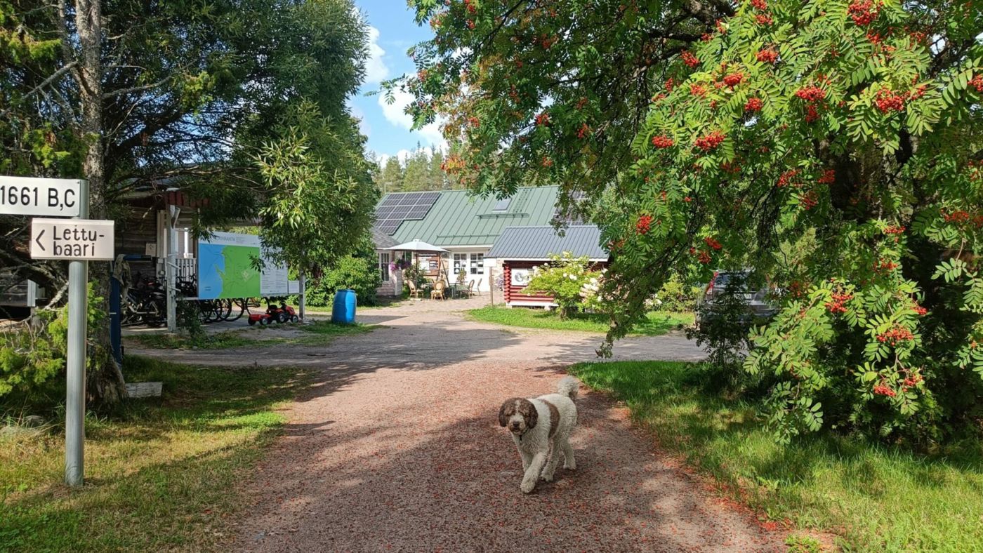 Nestorinranta
