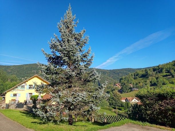 Les Sapins