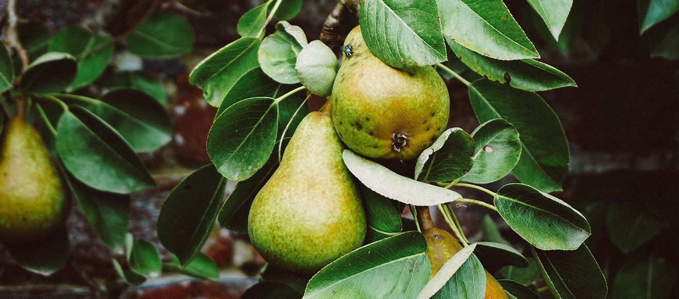 La Palmeraie