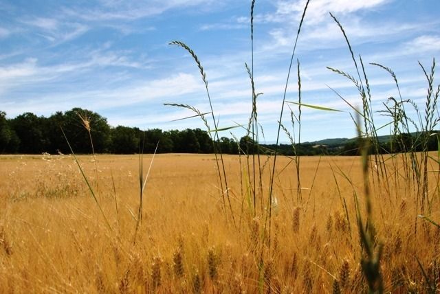 Les Ânes de Forcalquier