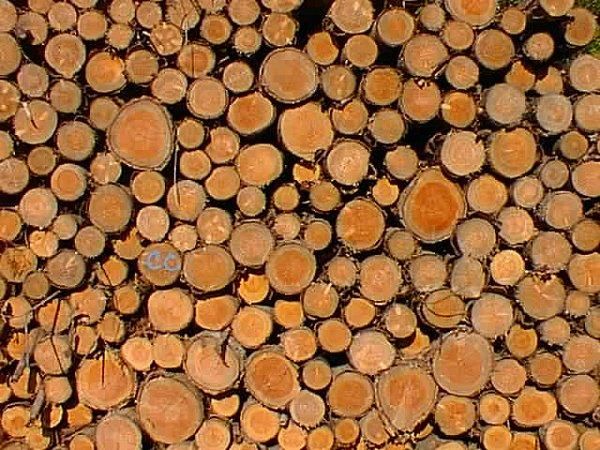 Bois joli de la Freyère