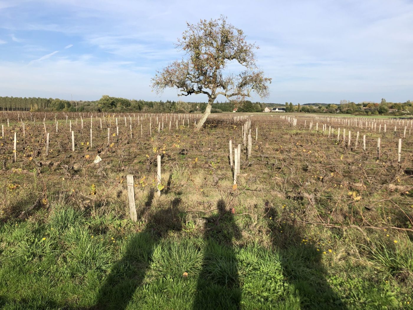 Les Hirondelles du Moulin