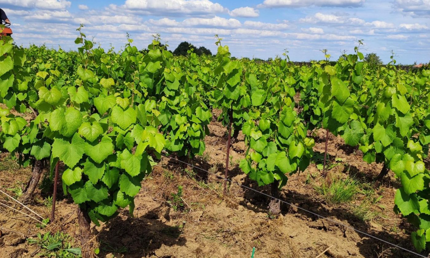 Muscadet Topaze