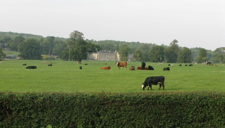 Moo Cow Cottage Self Catering