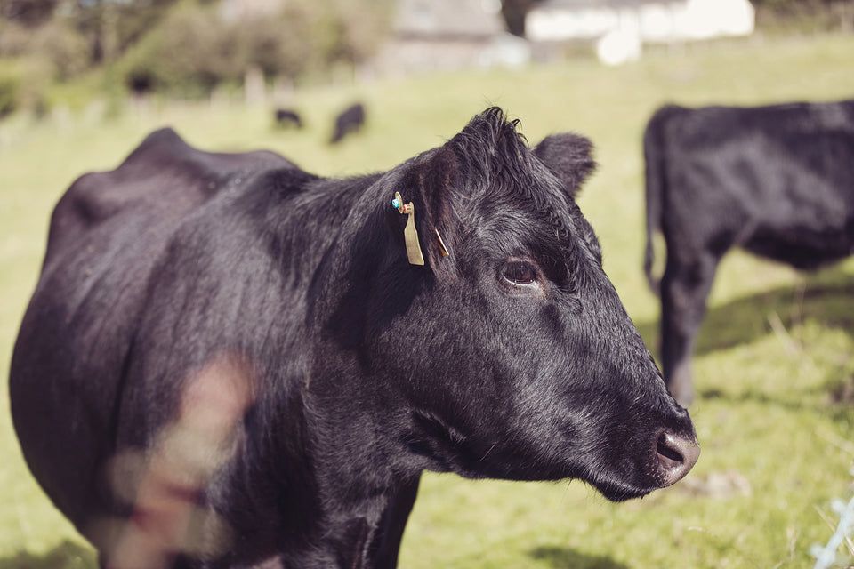 Bank Ground Farm