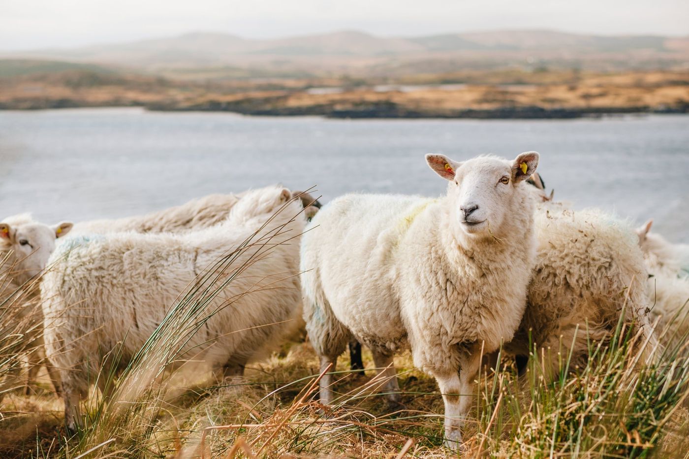 Connemara Lake Hotel