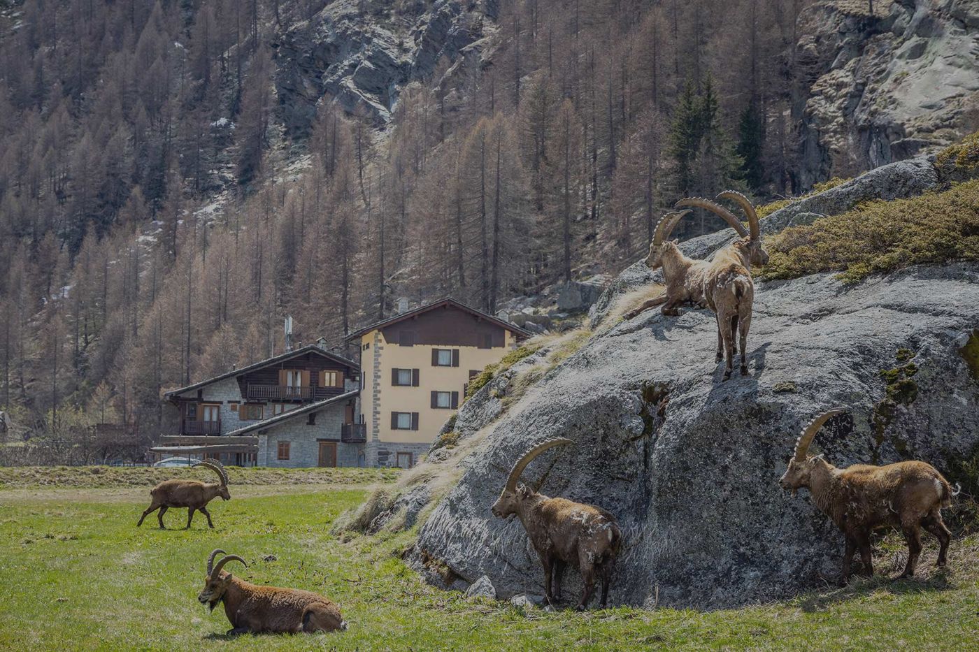 Albergo Gran Paradiso