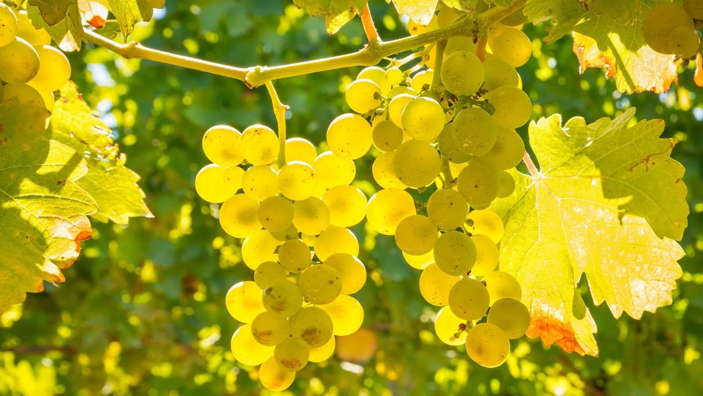 Agriturismo Ronchi Rò