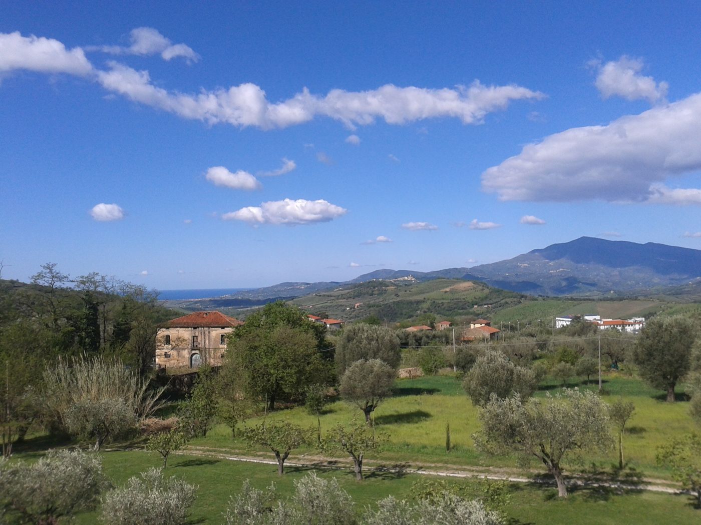 Corbezzolo