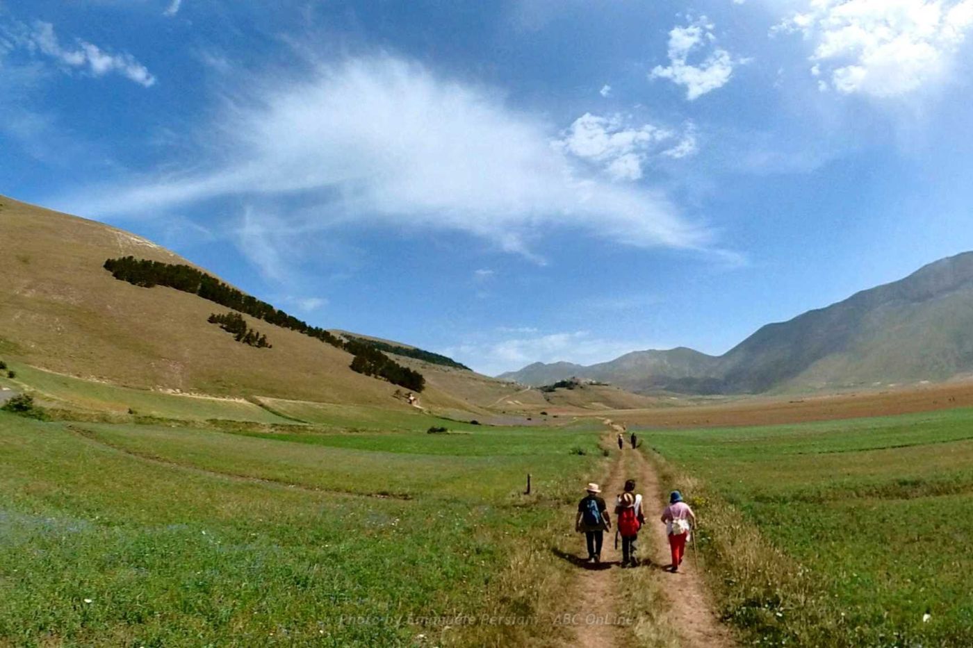 Il Vigneto