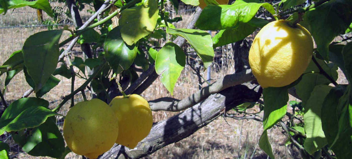 Bed and Breakfast I LIMONI