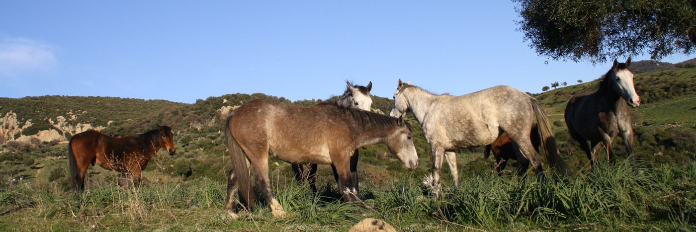 Podere Farnesiana - Agriturismo