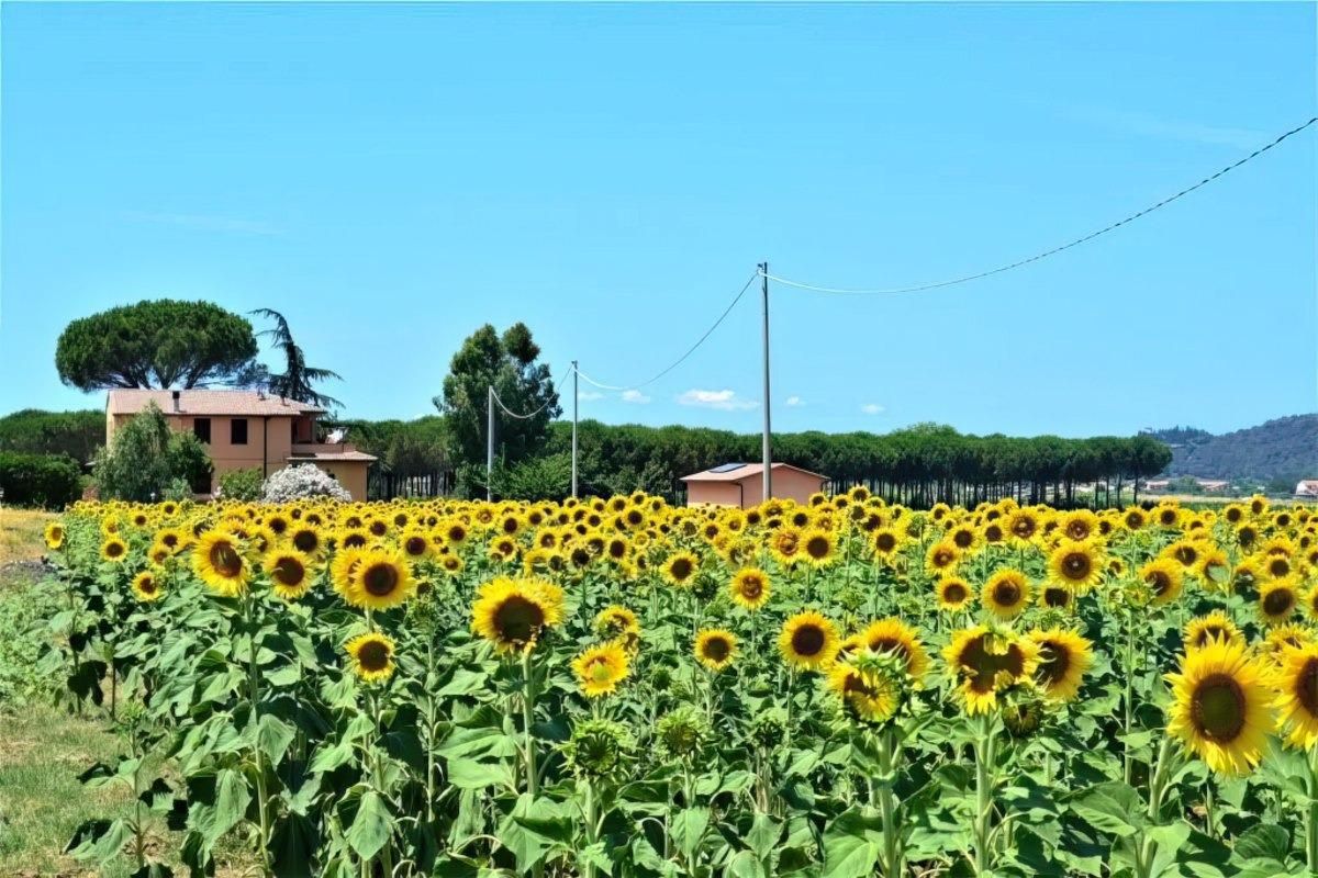Podere 269