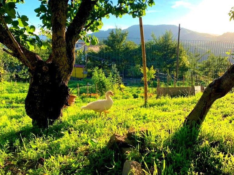 Butterflies Rest, fattoria con animali vicino a Gubbio