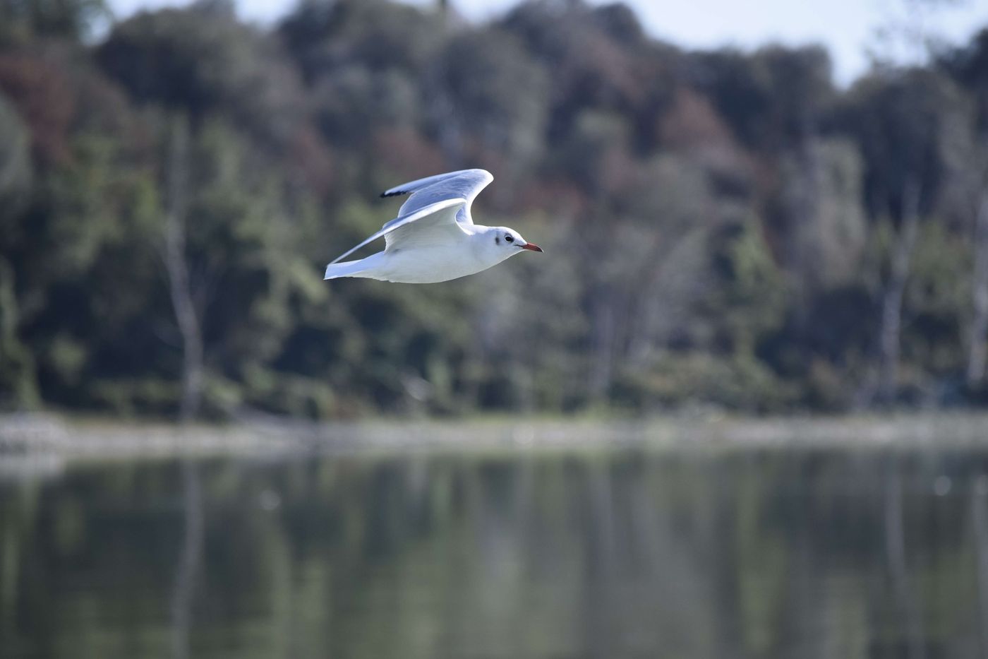 Hotel Trasimeno