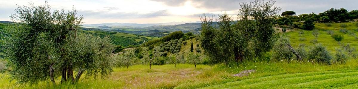 Agriturismo Bindozzino