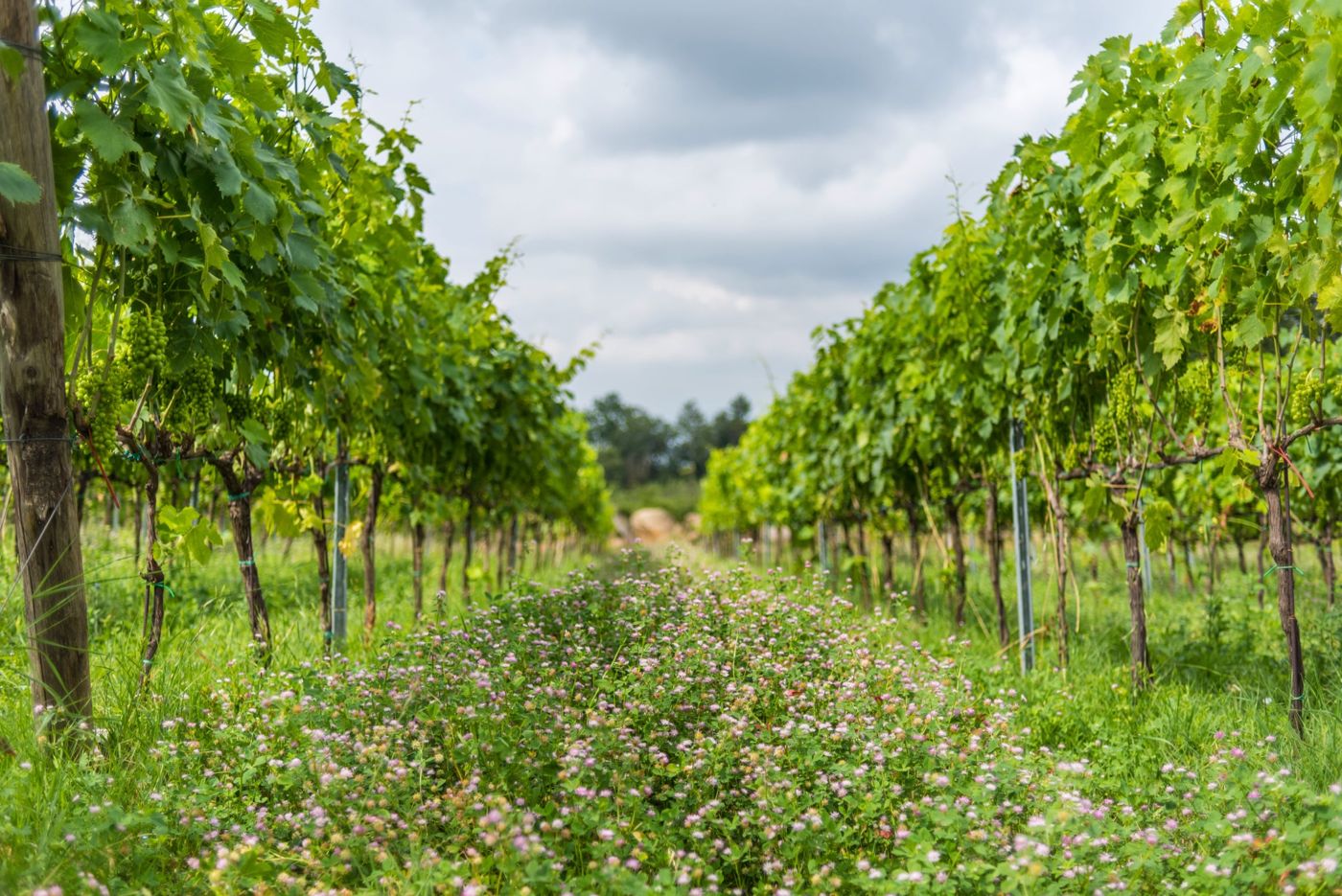 Valdonica Winery Vineyard Residence