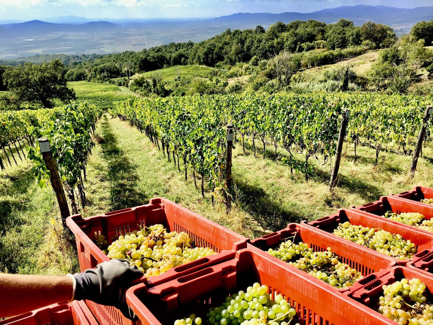 Valdonica Winery Vineyard Residence