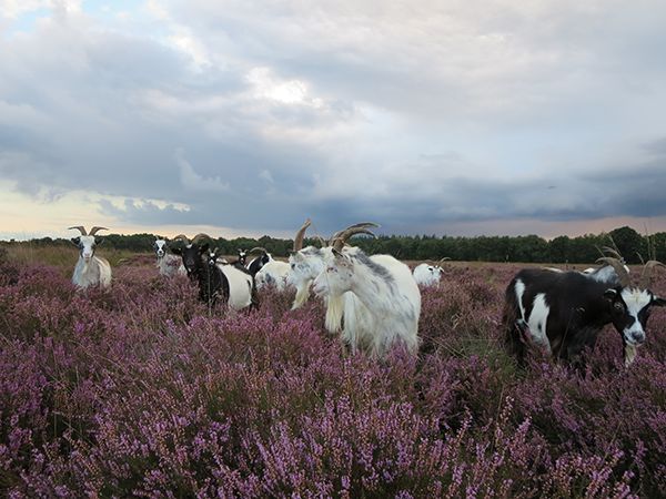Hoeve De Eshof