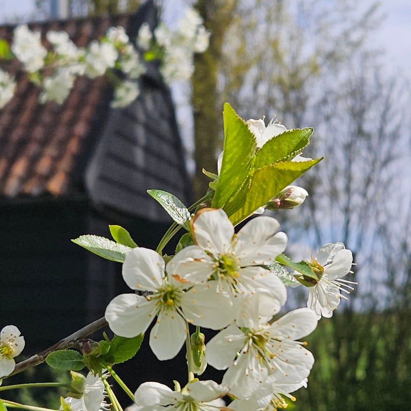 De Zeeuwsche Hoeve