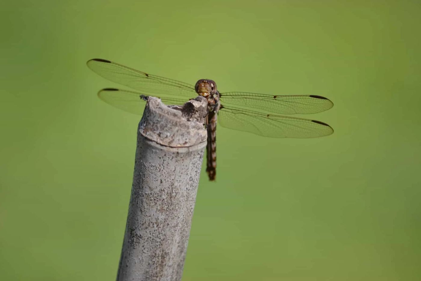 DragonflyCottagebnb