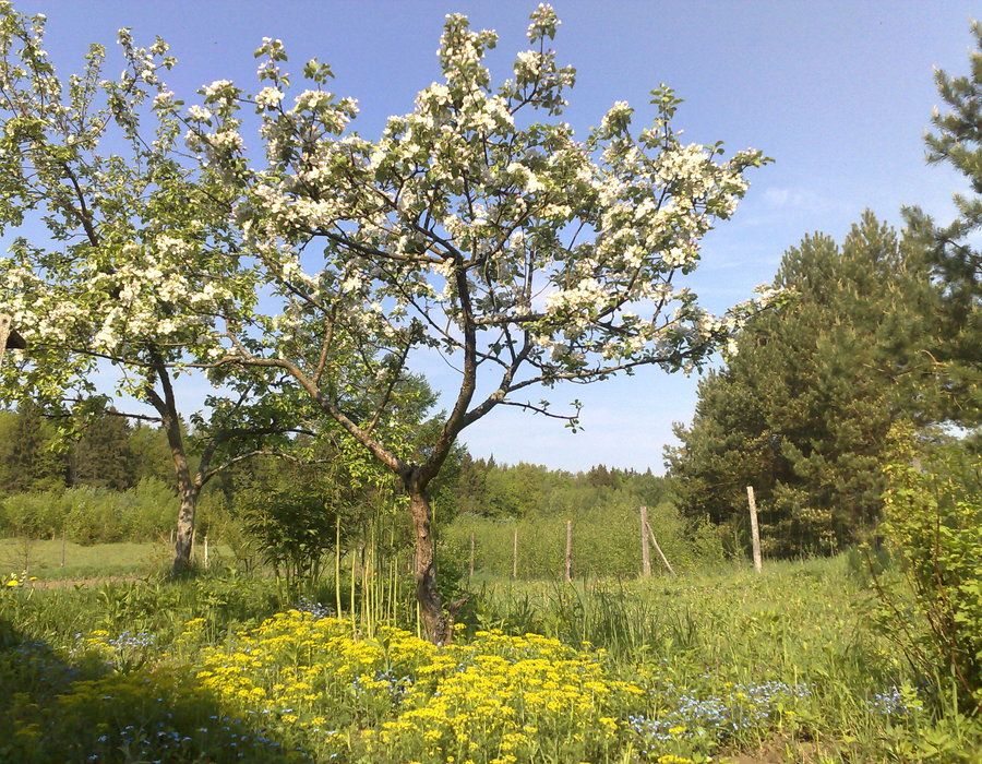 Jabłkowo
