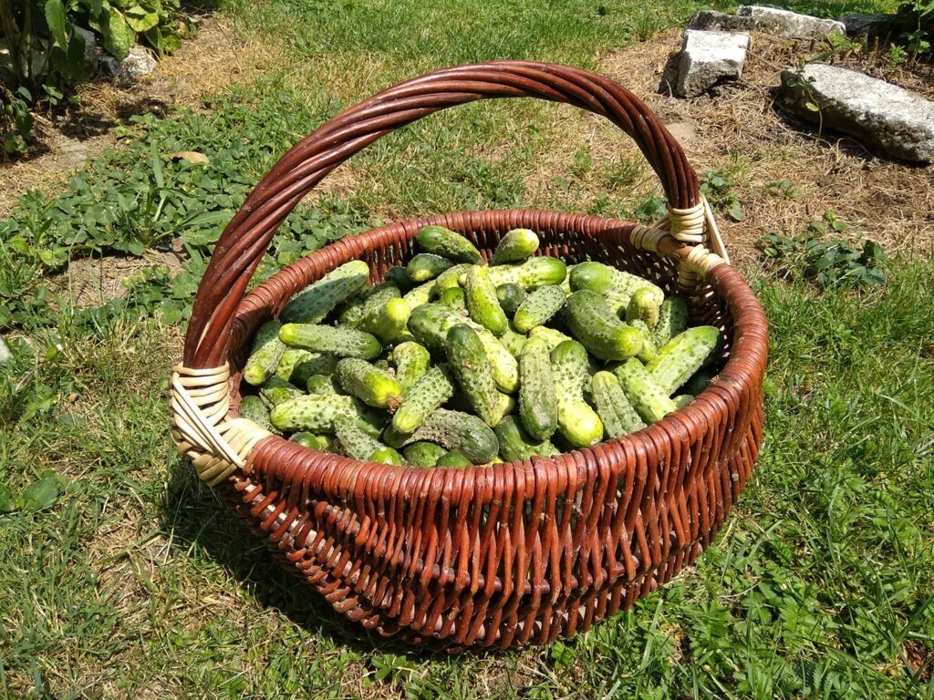Agroturystyka Pod Świerkami