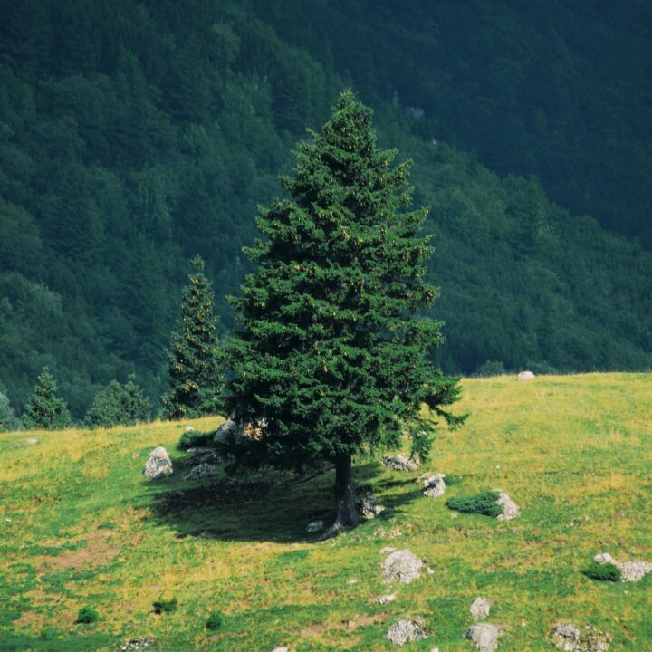 Alpejski Zieleniec