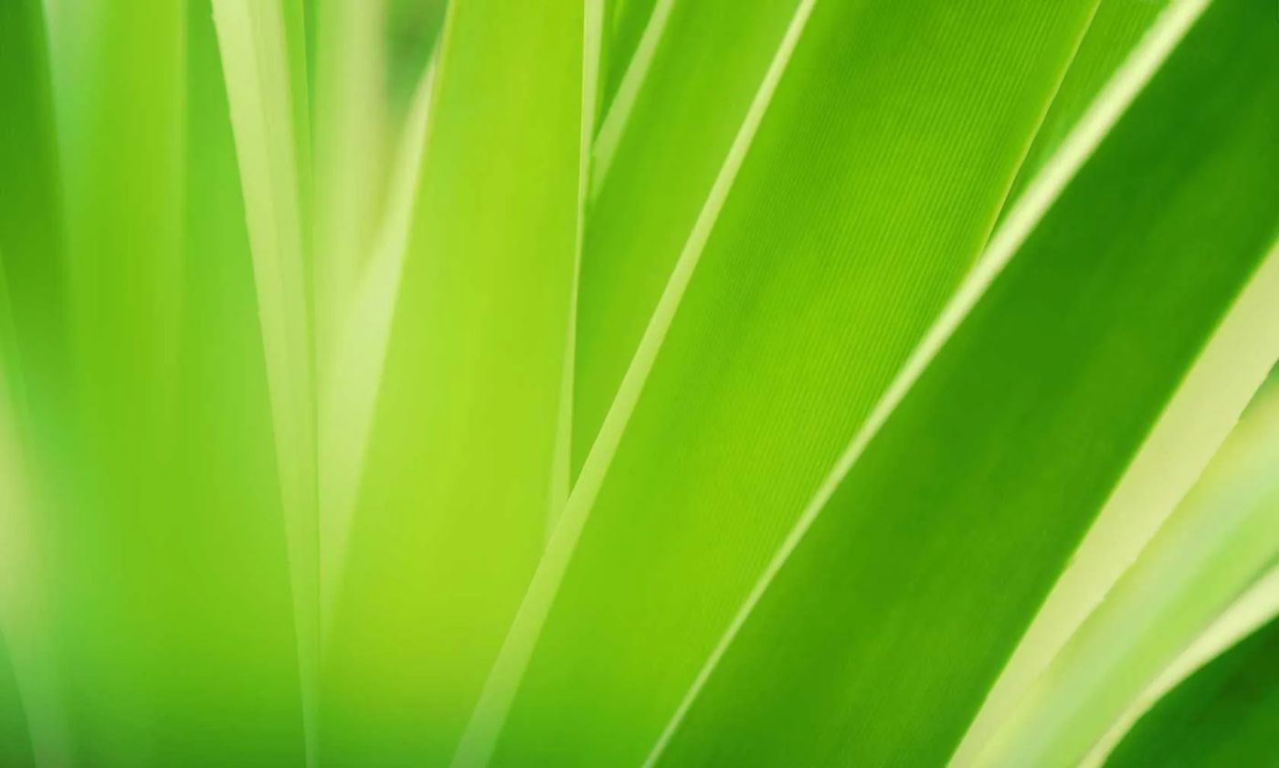 Lonops Paradise