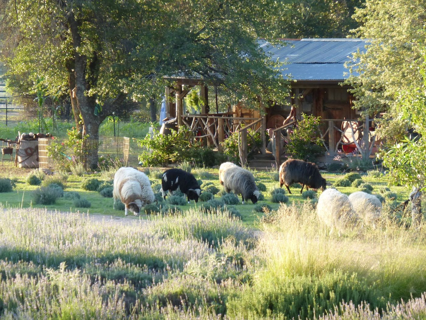 Mulberry Lavender Farm and B&B