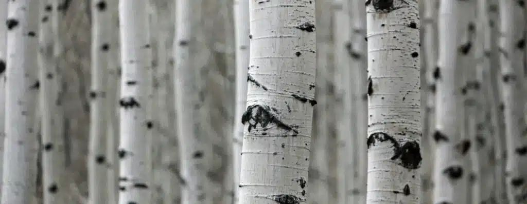 Populus Denver